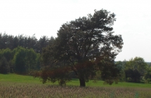 DSC00444